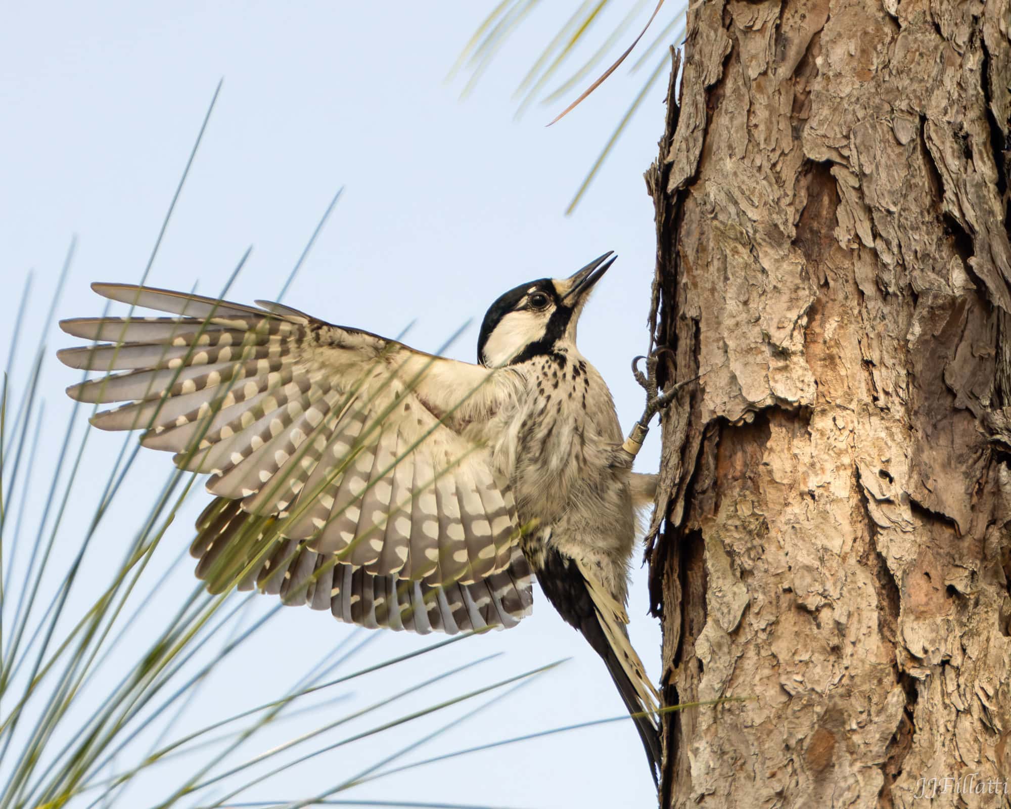 bird of florida image 27